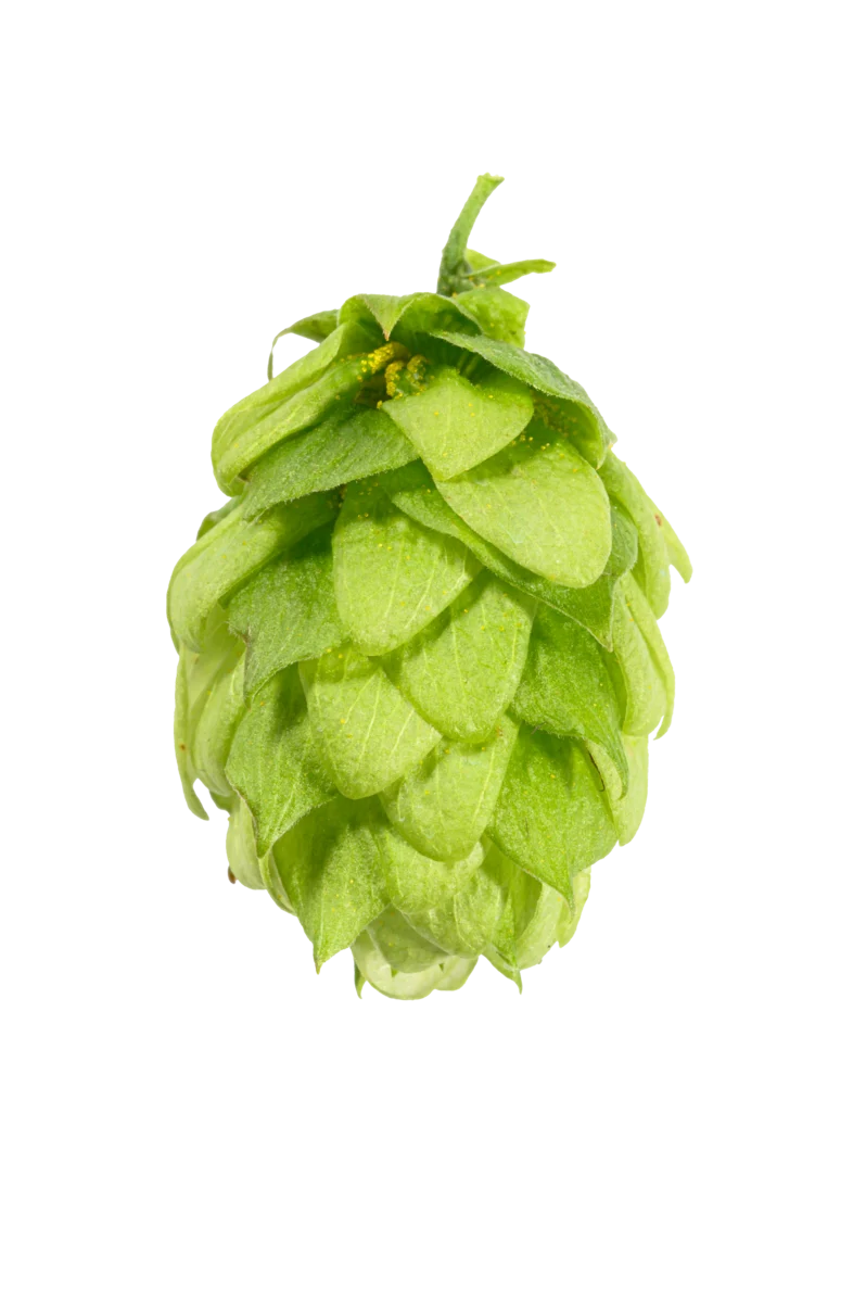 Saphir Hops