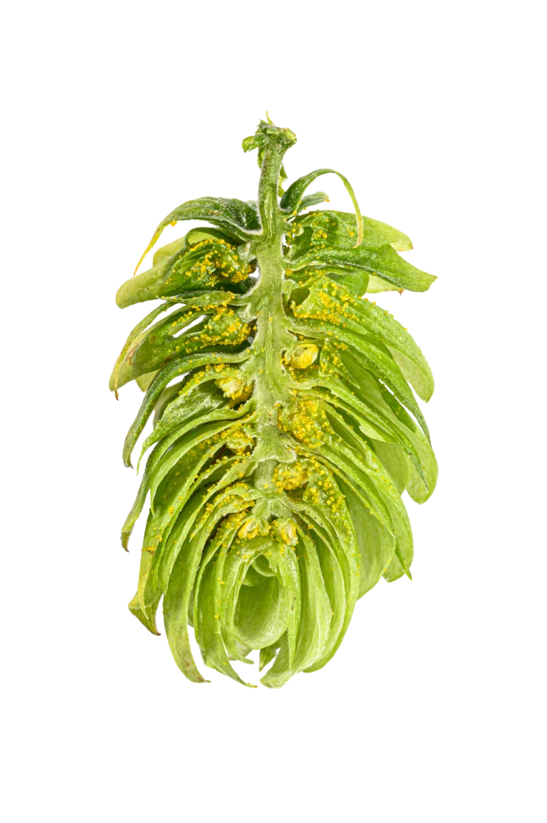 Saphir Hops