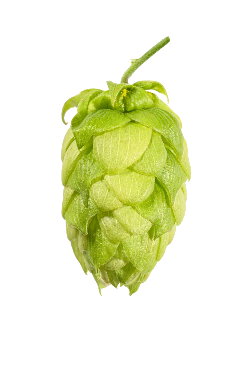 Hallertau Tradition Hops