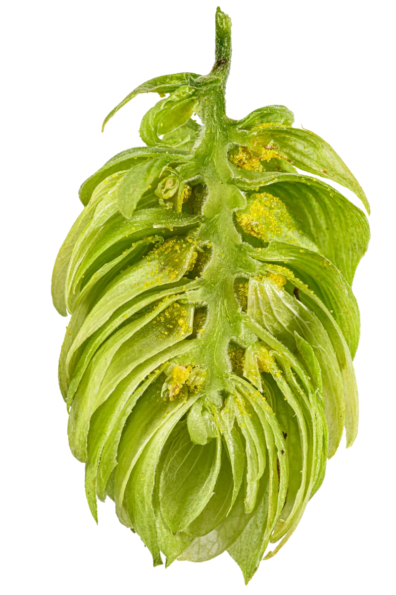 Hallertau Tradition Hops
