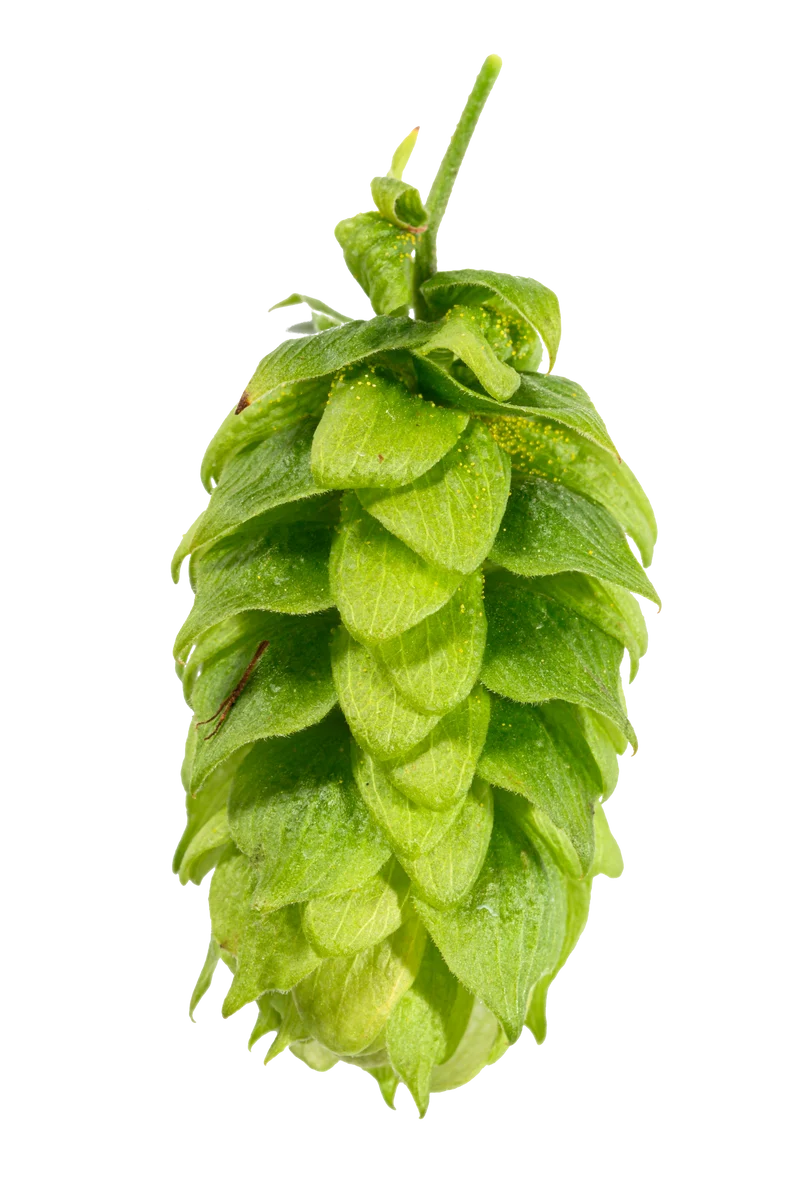 Spalt Select Hops