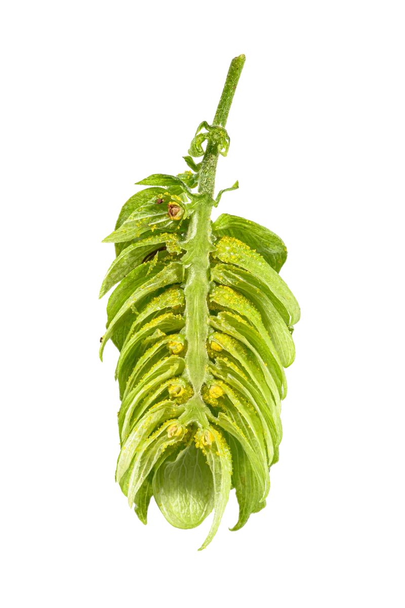 Spalt Select Hops