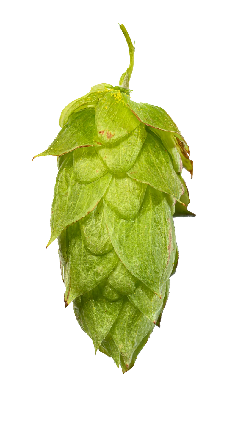 Kazbek Hops