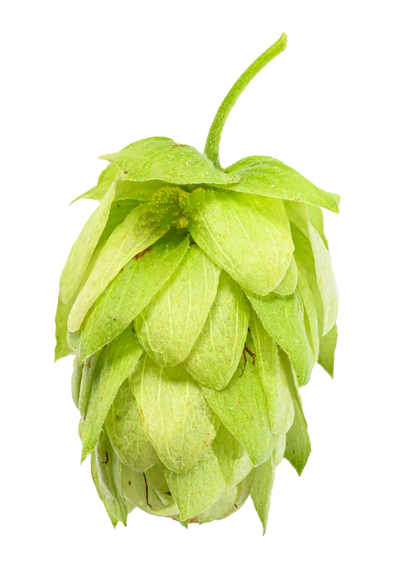 Czech Saaz Hops