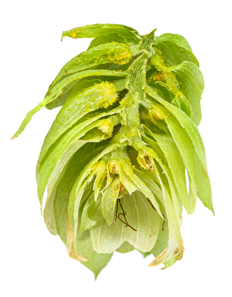 Czech Saaz Hops
