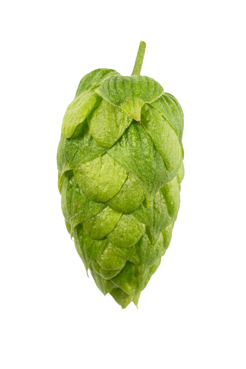 Hallertau Blanc Hops