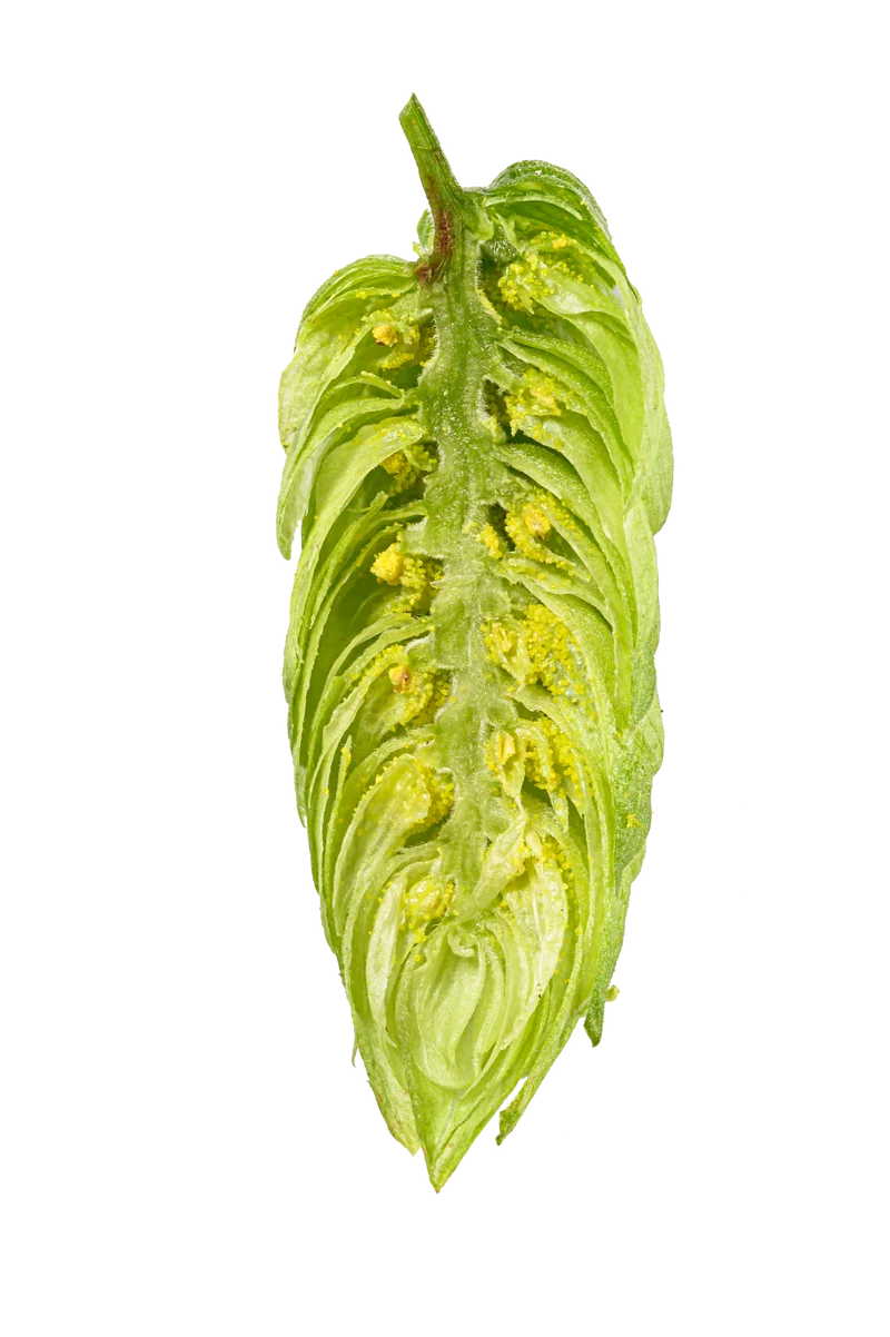 Hallertau Blanc Hops