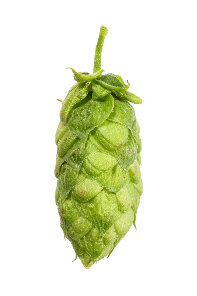 Herkules Hops