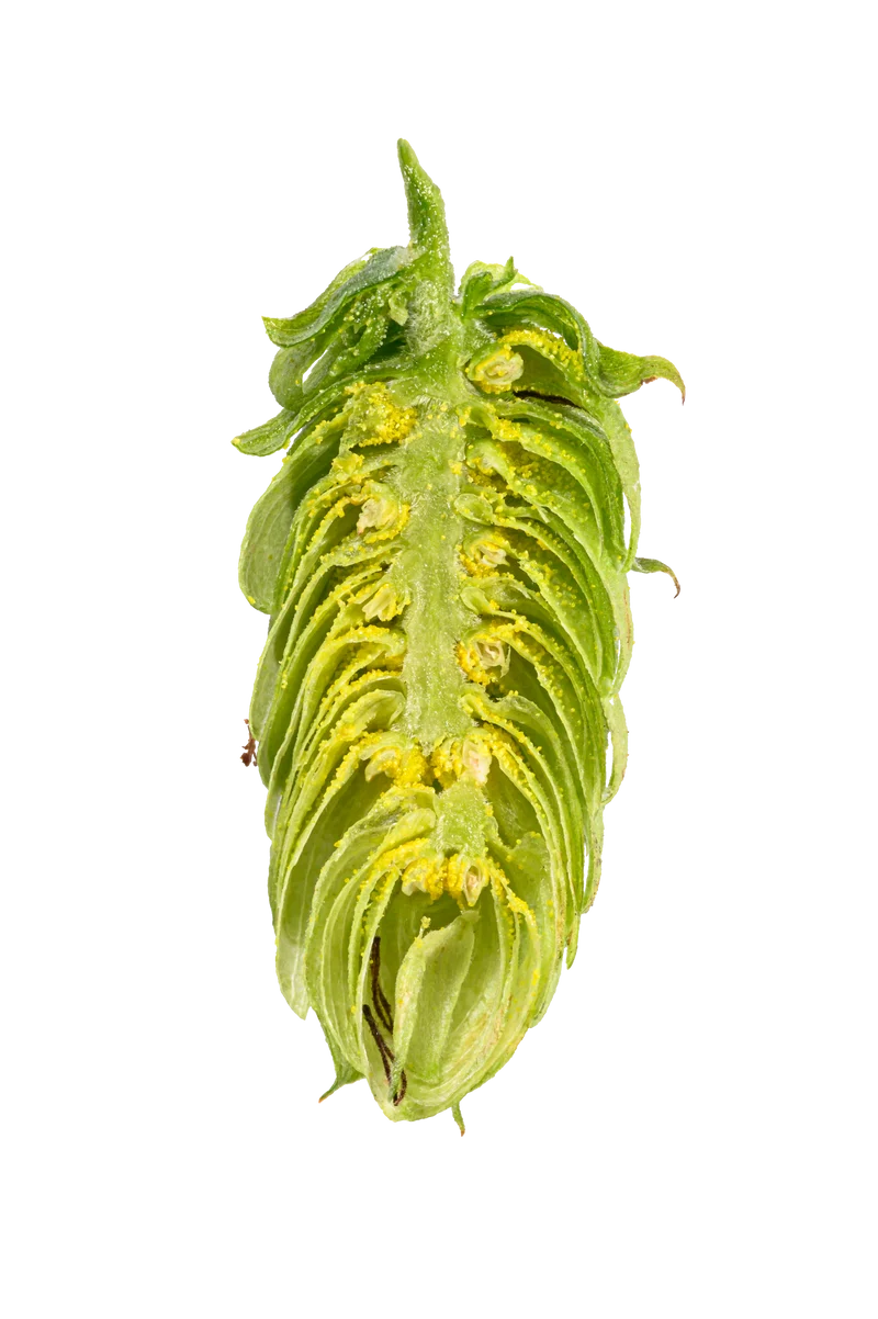 Herkules Hops