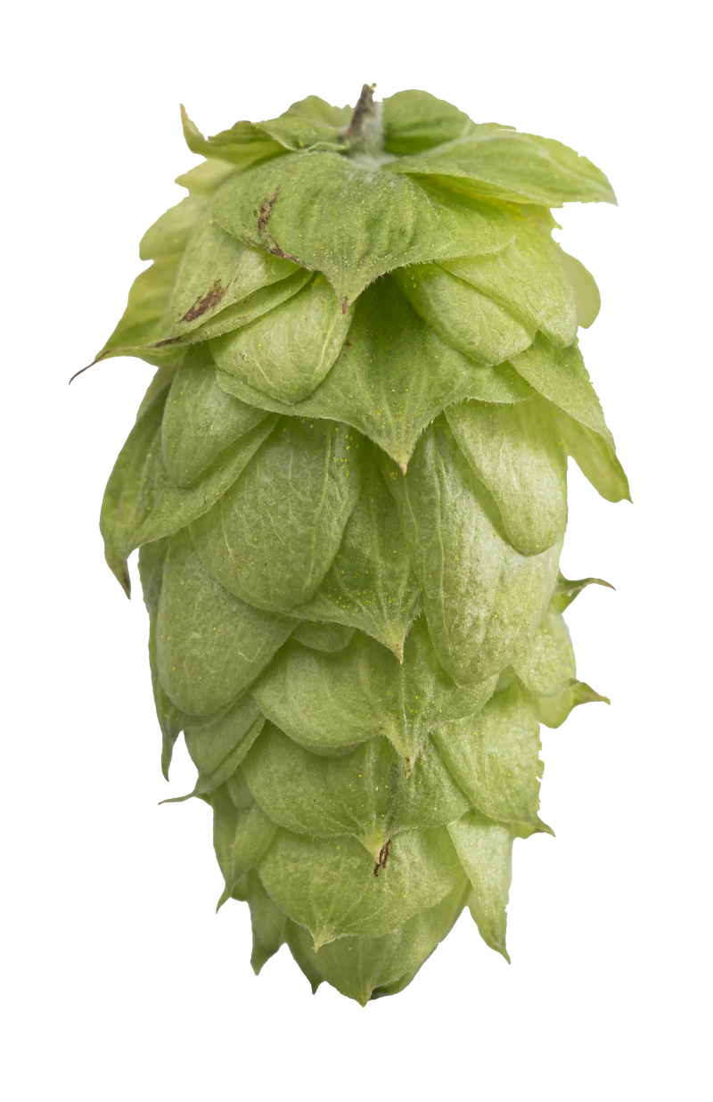 Ella Hops