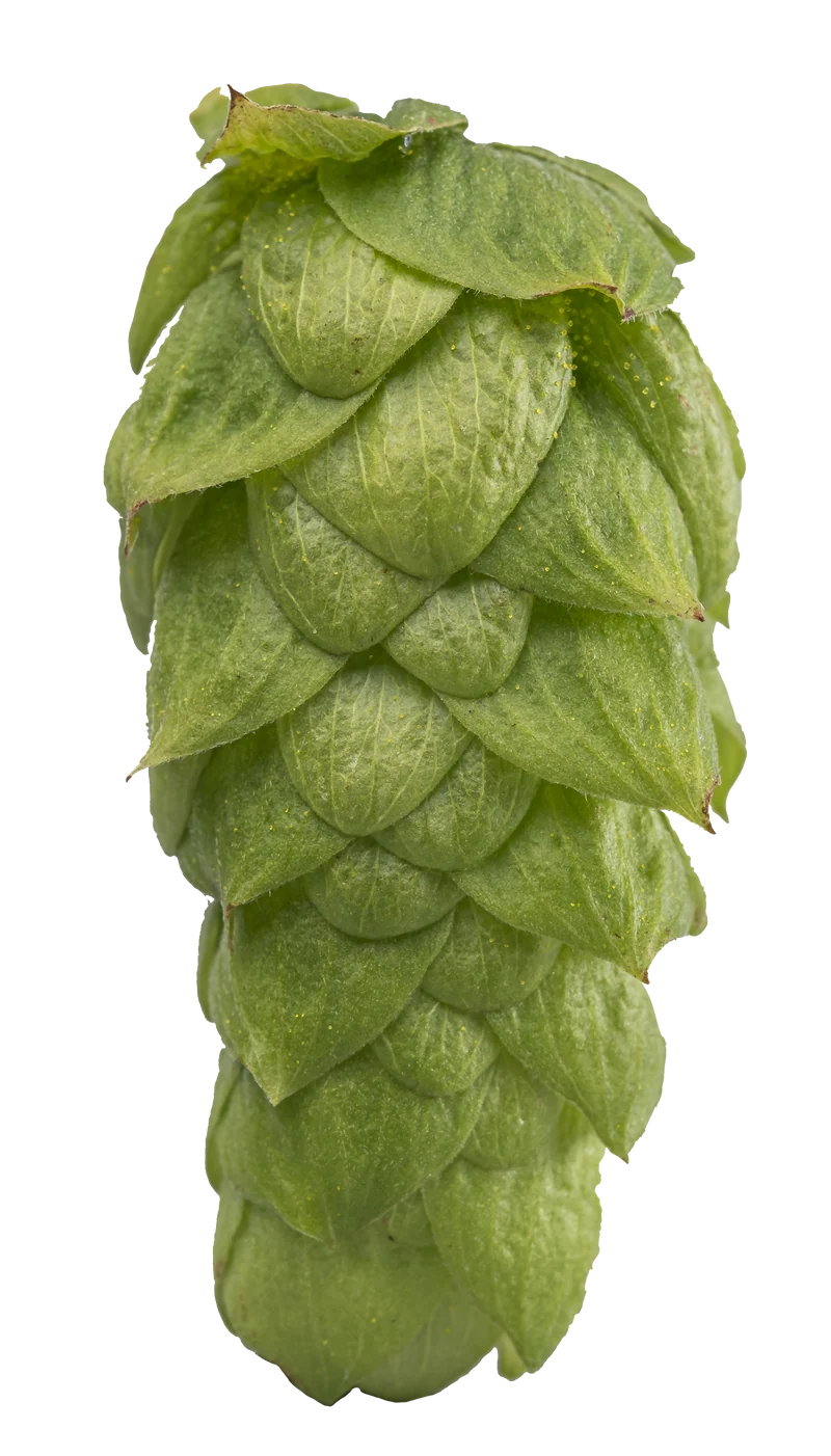Topaz Hops