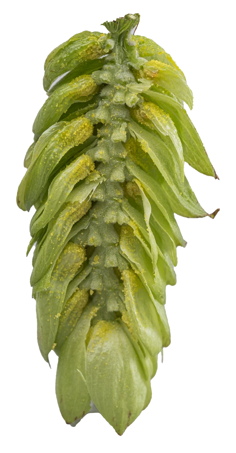 Topaz Hops