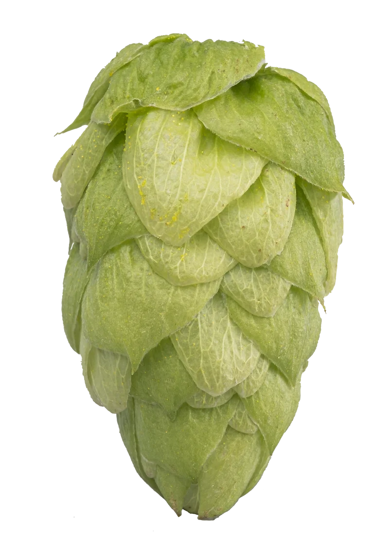 Enigma Hops