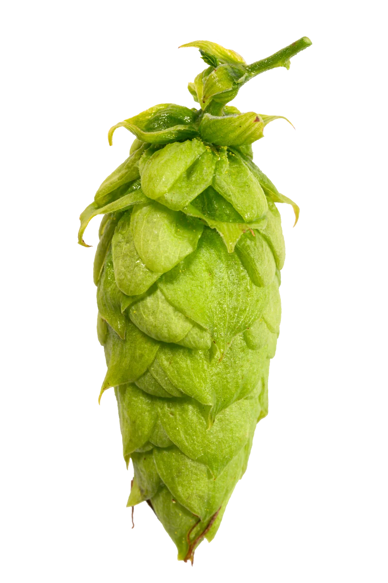 Callista Hops