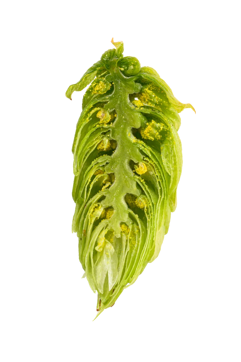 Callista Hops