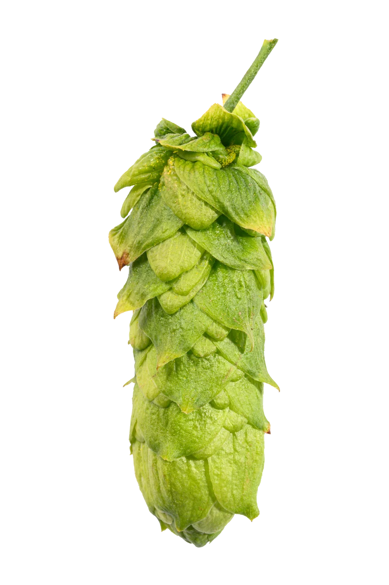 Hull Melon Hops