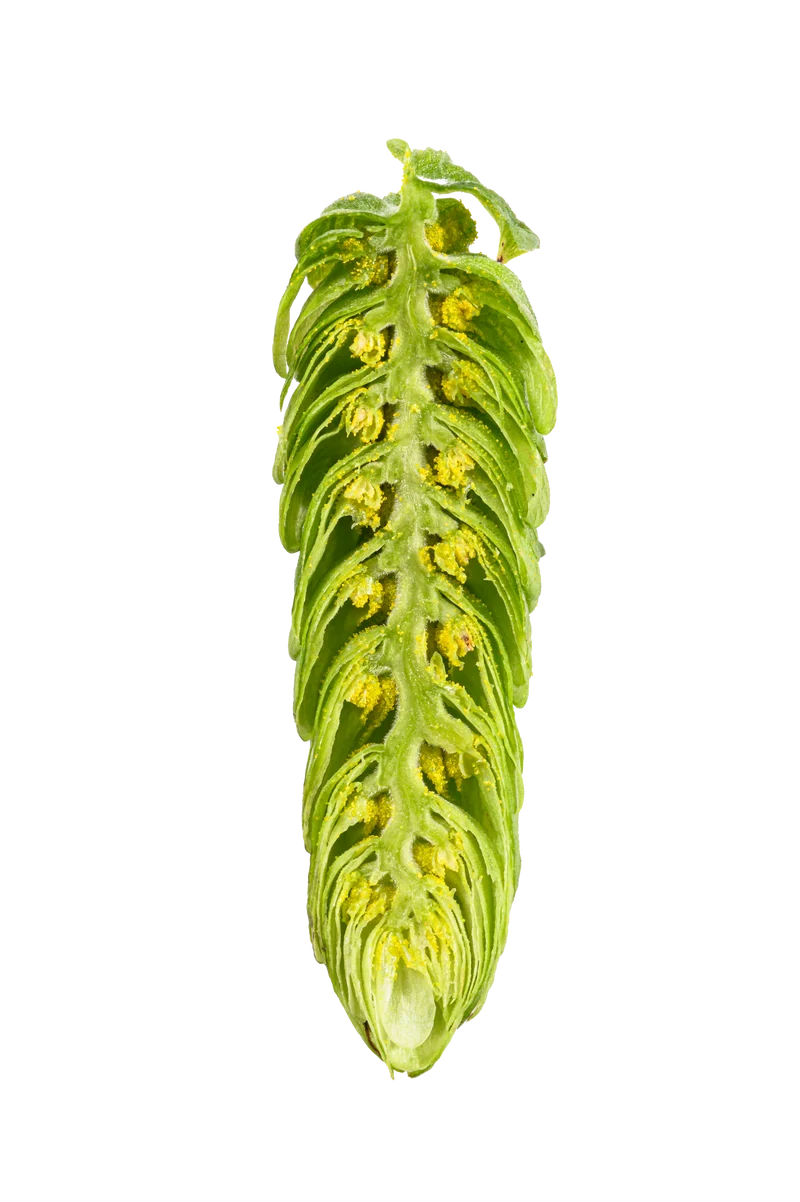 Hull Melon Hops