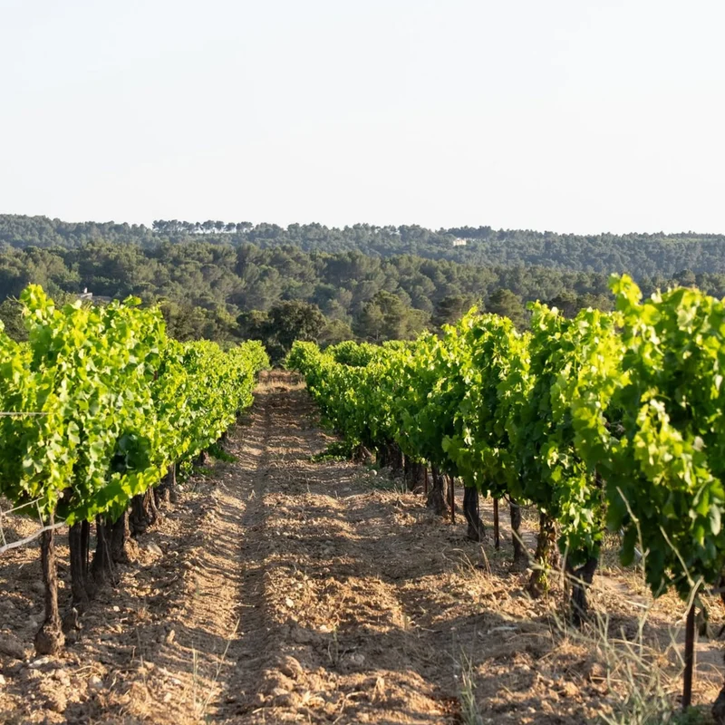 JAVA - Rosé de Provence - Bargemone