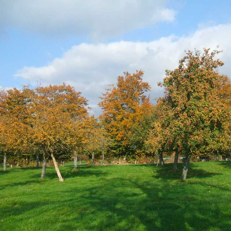 La Petiote - Jus de Pomme Pétillant bio - Pacory – Ferme des Grimaux