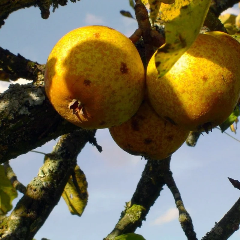 Les Petiots - Jus de Pomme/Poire Pétillant bio - Pacory – Ferme des Grimaux