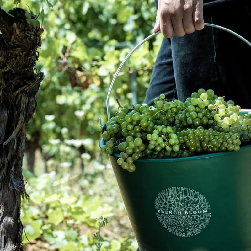Cuvée vintage 2023 - Effervescent millésimé 0.0 - French Bloom
