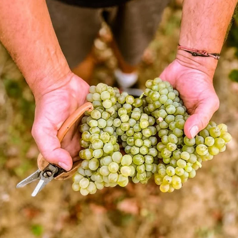 Viognier Sauvignon effervescent sans alcool 0% - Domaine de l'Arjolle
